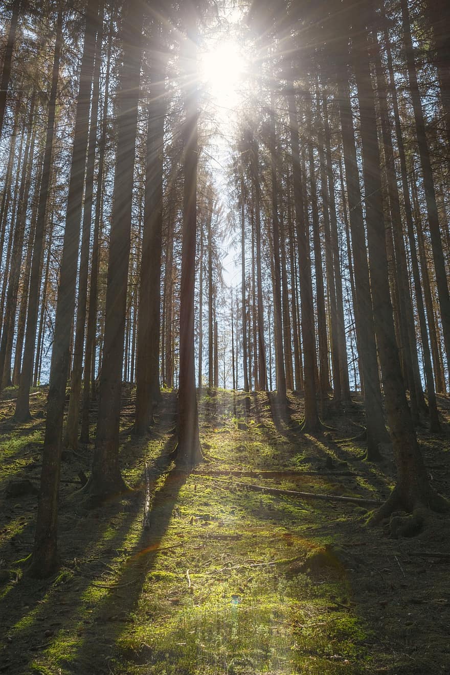 nature-1